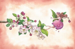 Apfelblüten-Elfe Eloria