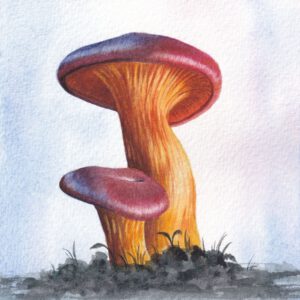 Leuchtende Pilze