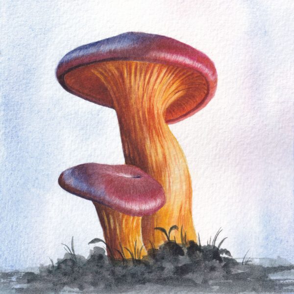 Leuchtende Pilze